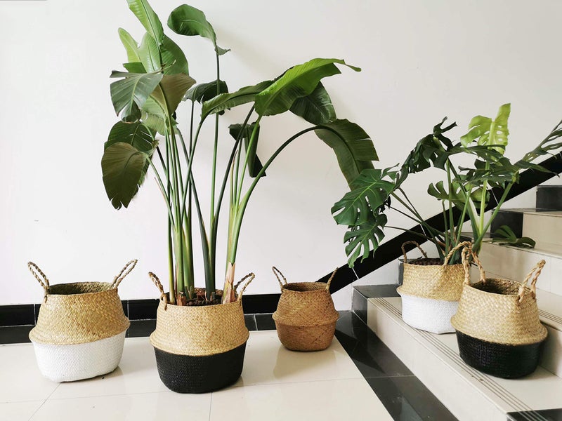 DOKOT Seagrass Belly Basket with Handles Natural Woven Planter Baskets for Indoor Plants Storage Laundry (Black 8 inch D x 9 inch H) - Image 4